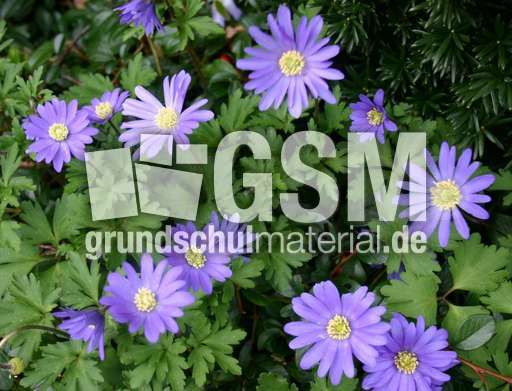 Fruehlingsanemonen.jpg